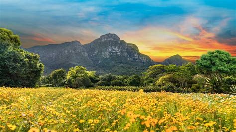 Il Giardino Botanico Nazionale Kirstenbosch: Una Manifestazione Verde In Una Valle Solare!