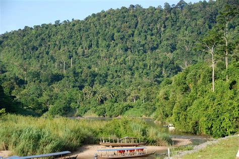 Il Taman Negara: Un Oasis di Biodiversità nell'Anima della Malaysia!